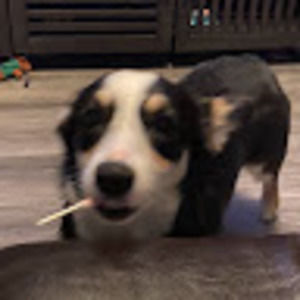 Meet your Posher, Violet